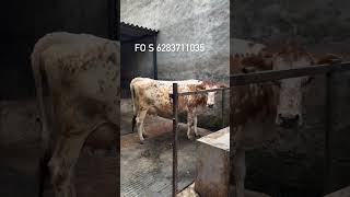 jarsi cow for Sale 71124 reels farming trending viral [upl. by Daveda]