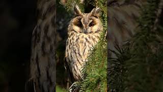 LONGEARED OWL staring contest with its large captivating eyes [upl. by Trefler700]