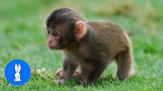 Monkey See Monkey Do Baby Edition  Cutest Compilation [upl. by Candi]