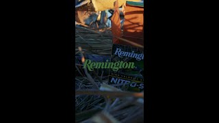 Remington and Retrievers [upl. by Zebe]