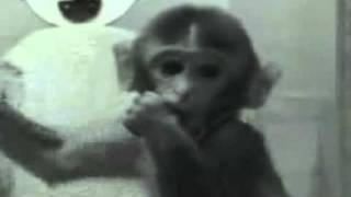 Harry Harlow Monkey Experiment Contact Comfort [upl. by Metabel]