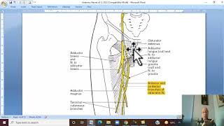 Musculoskeletal Module Anatomy of Lower Limb in Arabic 22  Obturator nerve  Wahdan [upl. by Atteiram]