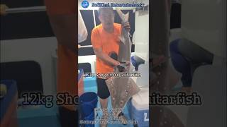 12kg Shovelnose Guitarfish Landed boatfishing anglerslife fishing indonesia tanjungpinang fish [upl. by Kostman]