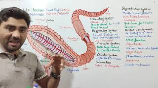 Phylum Annelida  Annelus  first true coelomates earthworms biologywithmuhammadsajid [upl. by Clio644]