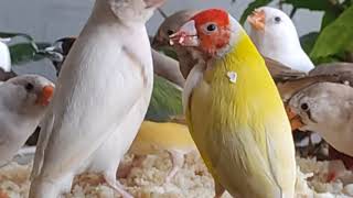 How to Breed Gouldian Finches in an Aviary Breeding Care and Diet for Finches [upl. by Animaj412]