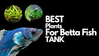 11 of The Best Plants for Betta fish with STATS [upl. by Ahsyekat270]