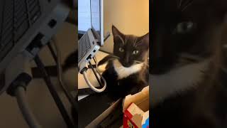 Interesting cat videoscatcatscatlover catshorts funnycatsyoutubeshorts funnyvideo music [upl. by Enilrad]