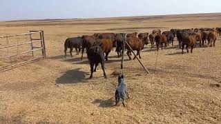 Australian cattle dog working compilation  ACD  Blue healer working compilation [upl. by Cottrell]