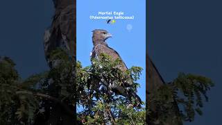 Martial Eagle Polemaetus bellicosus🦅✨️nature wildlife eagles shorts eagle explore trending [upl. by Luamaj819]