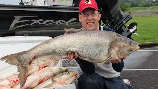 Fishing for Asian carp  How to catch bighead carp Cooking silver carp [upl. by Meredeth]