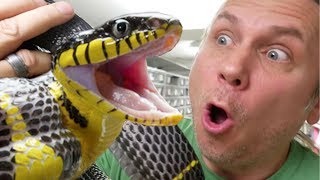 ALMOST BITTEN BY A MILDLY VENOMOUS SNAKE  BRIAN BARCZYK [upl. by Nuawd971]