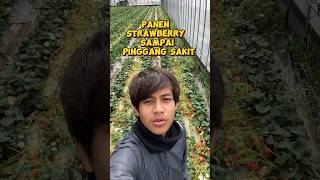 Strawberry Di Jepang Lagi Banyak Banyaknya Slur reels viral fyp jepang [upl. by Deedee589]