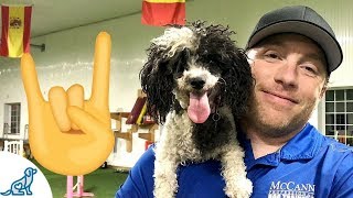 Toy Poodle Dog Agility Rockstar [upl. by Amsirahc]