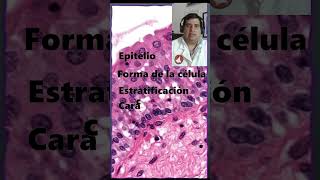 🔬 Nomenclatura de un epitelio ¿Cómo nombrarlo en histología animal🔬 [upl. by Gustaf]