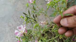 How to collect and save Godetia Flowers seeds for next season at Asim Garden [upl. by Ylla464]