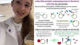 IPTGinducible protein expression using the lac promoter justthegist version [upl. by Viehmann]