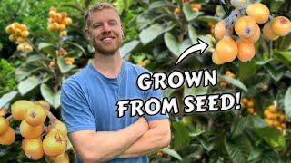 I Grew Loquat Trees From Seed and this is what happened  0  6 YEARS of Growth [upl. by Craw]