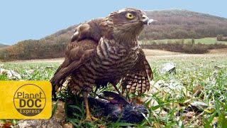 Sparrowhawk  Eurasian Sparrowhawk Bird Call and Pictures for Teaching BIRDSONG [upl. by Cline]