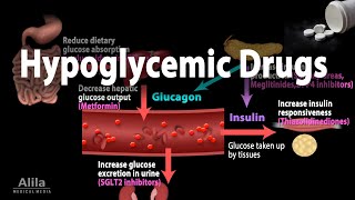 Pharmacology Oral Hypoglycemic Drugs Animation [upl. by Inverson188]