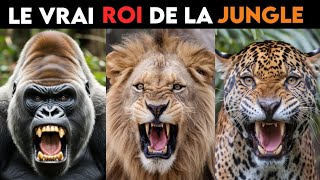 Qui Devrait Être Le Vrai Roi De La Jungle [upl. by Townshend857]