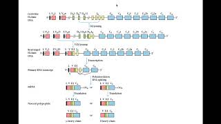 Immunogenetics part 4 [upl. by Elokyn]