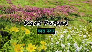 Kaas Pathar Satara 2024  Kaas Plateau  The Valley Of Flowers Maharashtra  कास पठार [upl. by Adnahs]