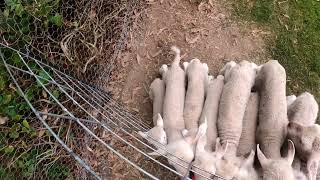 Poddy Lambs Are A Lot of Work Sheep Farming Australia EP50 [upl. by Ymot]