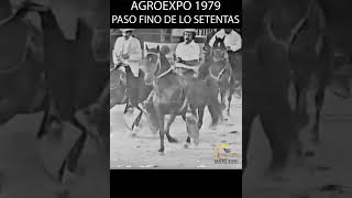 AGROEXPO 1979 EL PASO FINO DE LOS SETENTAS shortsvideo pasofino caballos horse [upl. by Sej]