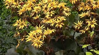 Ligularia dentata Britt Marie Crawford [upl. by Waldo]