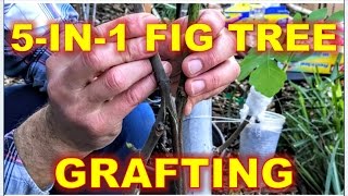 5IN1 Fig Tree  Grafting amp RePotting Techniques [upl. by Aydiv]