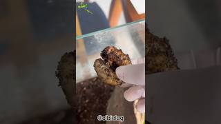 Mantis Religiosa conociendo la larva 🐲🦏 [upl. by Labotsirc]