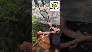 Feeding time for Edgar amp Jonny our baby albino gators babygator cuteanimals feeding [upl. by Carena]