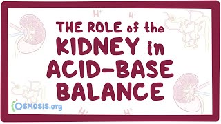 The role of the kidney in acidbase balance  renal physiology [upl. by Kleper]