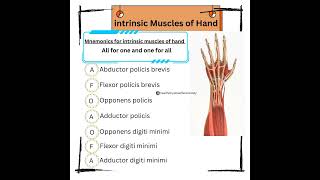 Intrinsic Muscles of Hand intrinsic muscles hand healthphysiowelfaresociety [upl. by Ylime]