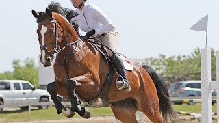 Race de Belgique  Le Cheval de Sang Belge issu de la cavalerie « Landelijke Ruiterijcavalerie » [upl. by Yenoh]