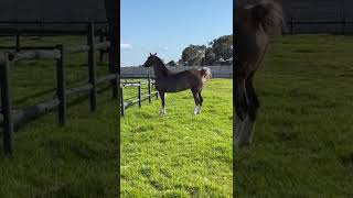 SA Hackney Horse  Crisalta Showbell  Golden Stud [upl. by Millwater]