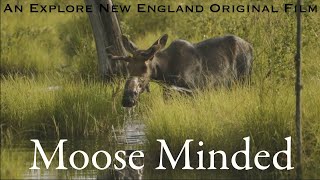 Moose Minded Moose Safari Moosehead Lake ME [upl. by Pufahl]