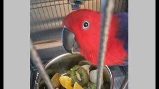 Parrot Comfort Sounds  Eclectus Female [upl. by Galven394]