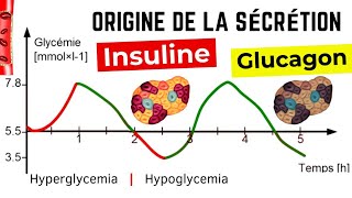 Régulation de la glycémie rôle des cellules alpha et bêta  Sécrétion dinsuline et de glucagon [upl. by Amy492]