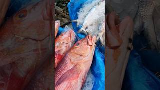 RED SNAPPAR FISH 3 KG 10THauajin taka amizing fishing vlogs popularfishcutting [upl. by Neoma266]