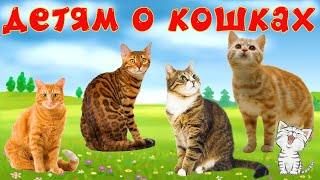 Кошки и их звуки для детей Развивающее видео о кошках [upl. by Anavi]