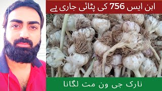 garlic harvesting  garlic production in pakistan  lahsan ns 756 ki beds par kashat Food N Farming [upl. by Aiym]