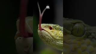 Top 10 Facts About Snakes [upl. by Emmeline26]