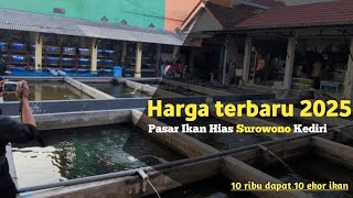 Harga Pasar Ikan Hias  Pasar Ikan Surowono Kediri 2024 [upl. by Kistner]