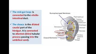 Introduction to Development of GUT Tube  Dr Ahmed Farid [upl. by Alyam]