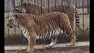 Siberian Tiger vs Sumatran Tiger Size Comparison [upl. by Kidder]