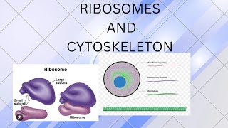 RIBOSOMES AND CYTOSKELETON [upl. by Ennaylloh]