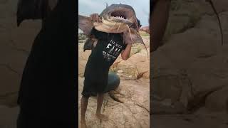 Giant Goonch fish 60 Kgs caught in Hirakud Dam syphon canalhirakuddam catfish [upl. by Orlena]