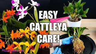 How to Care for Cattleya Orchids  Watering Repotting Reblooming amp more Orchid Care for Beginners [upl. by Felizio]