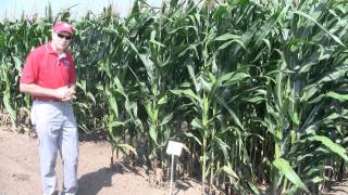 How narrow should corn rows go [upl. by Ahselef]